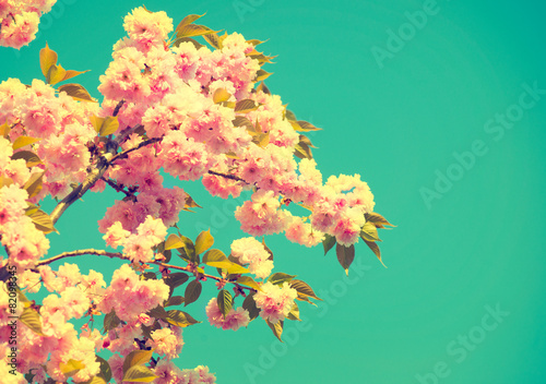 Spring blossom. Beautiful nature scene with blooming tree