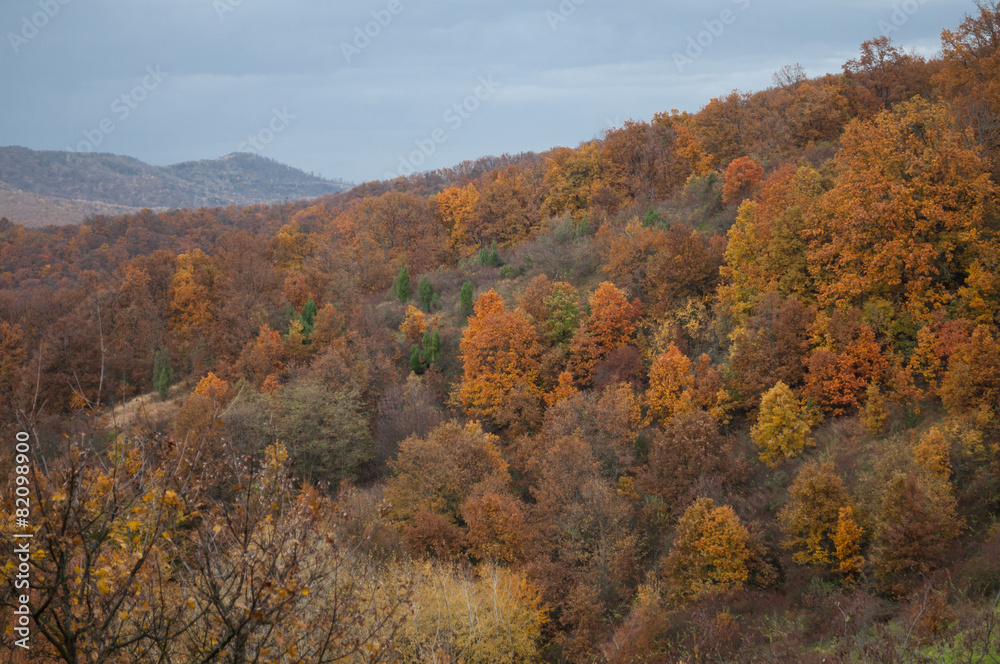 trees on the side of a mountain during autumn trees on the side of a mountain during autumn