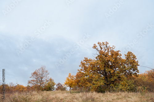 autumn tree surrounded by dry grass