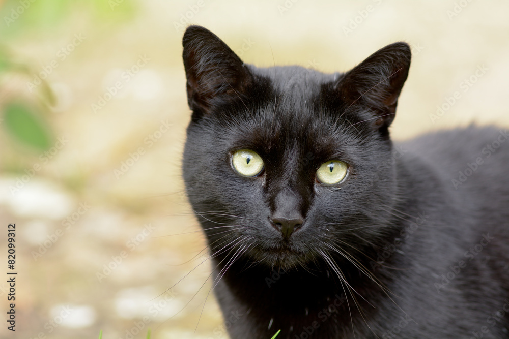 Black cat with green eyes portrait