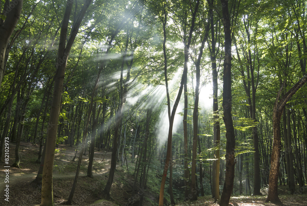 Fototapeta premium Sunbeams in woods. Sun rays