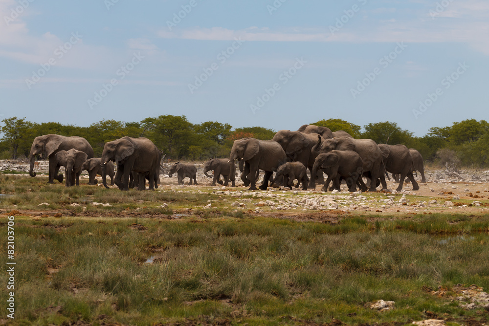 Herd of elephants Herd of elephants