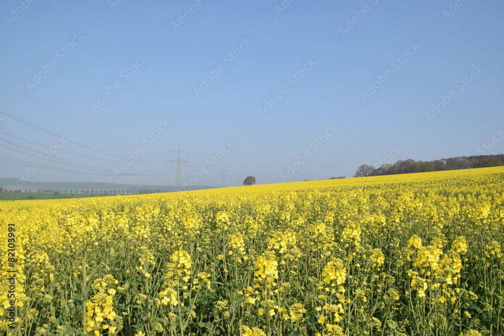 Obraz premium Rapsfeld