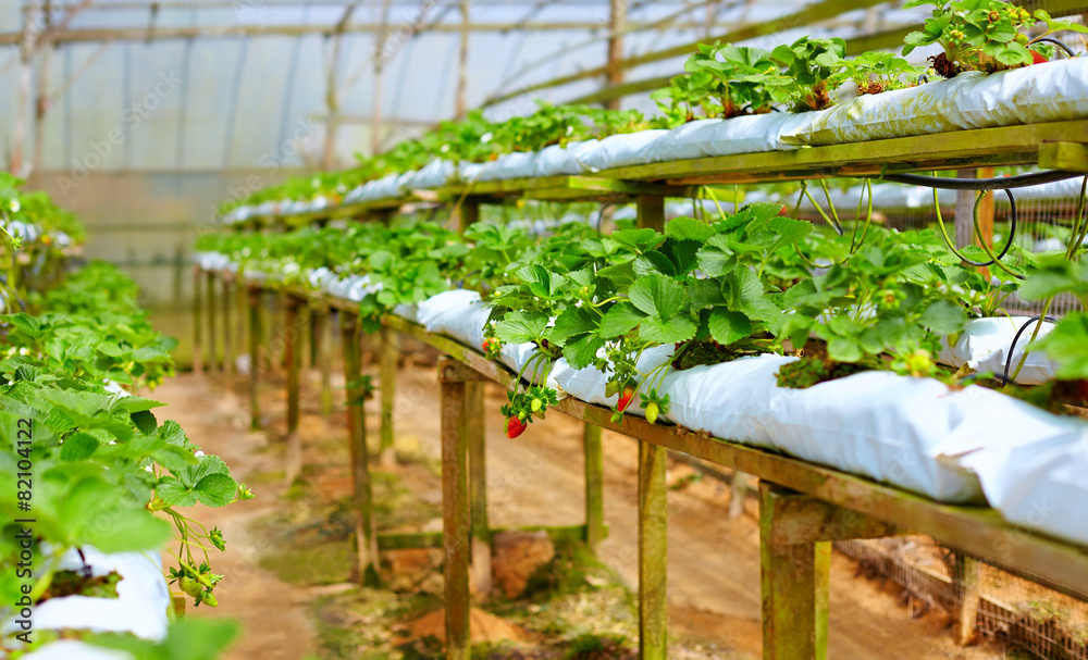 growing strawberries in greenhouse growing strawberries in greenhouse