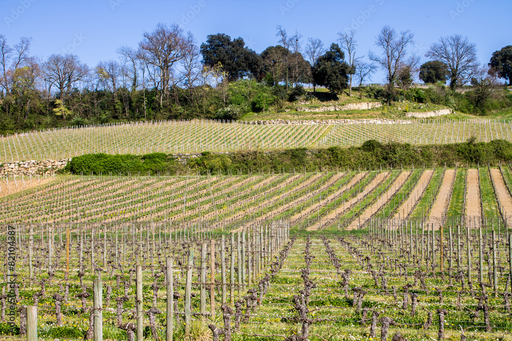 vineyards in Saint Emilion, Bordeaux, France