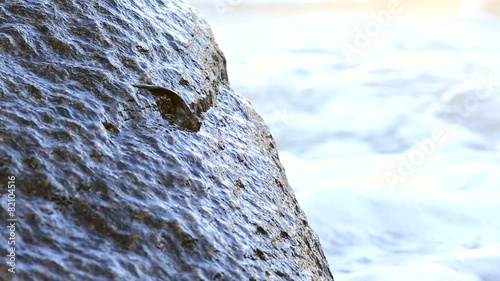 Anabas testudineus creeps on granite boulders and feeds. photo