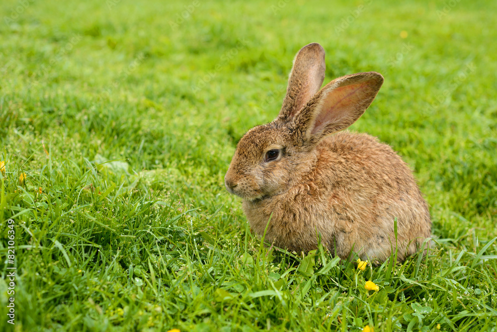 Rabbit on grass. Composition with animals Rabbit on grass. Composition with animals