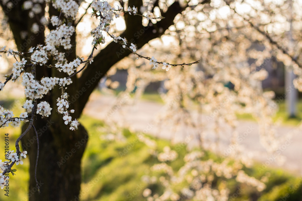 spring tree with white flowers and green leaf in orchard garden spring tree with white flowers and green leaf in orchard garden