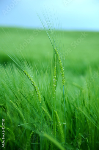 Wheat crops plant field in summer