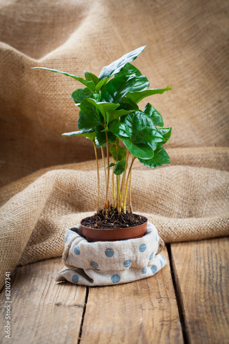 coffee plant treeon sackcloth, wooden background photo