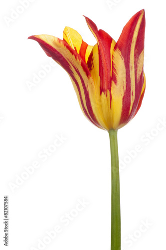Fototapeta Naklejka Na Ścianę i Meble -  tulip