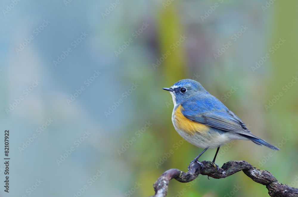Bird Orange-flanked Bush-Robin Bird on the beautiful perch
