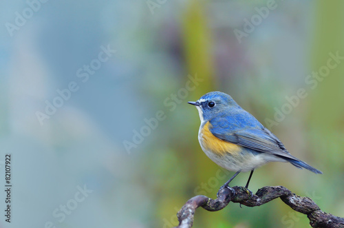Bird Orange-flanked Bush-Robin Bird on the beautiful perch © Art789