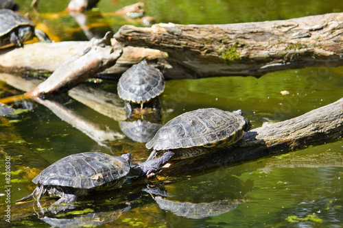 Turtles playing in the water