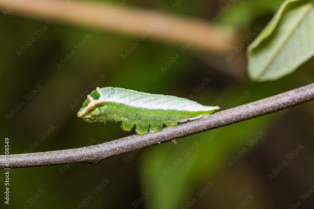 Five-bar Swordtail caterpillar