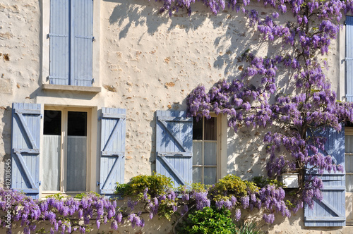 glycine grimpant sur la façade d'une maison photo