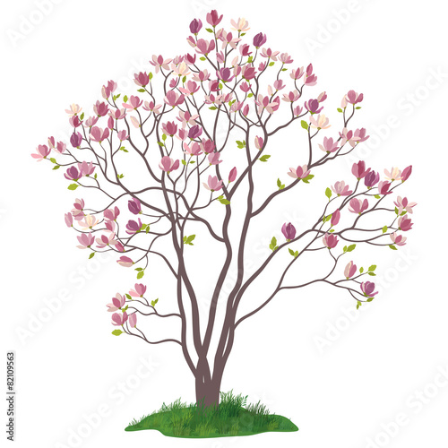 Magnolia Tree with Flowers and Grass