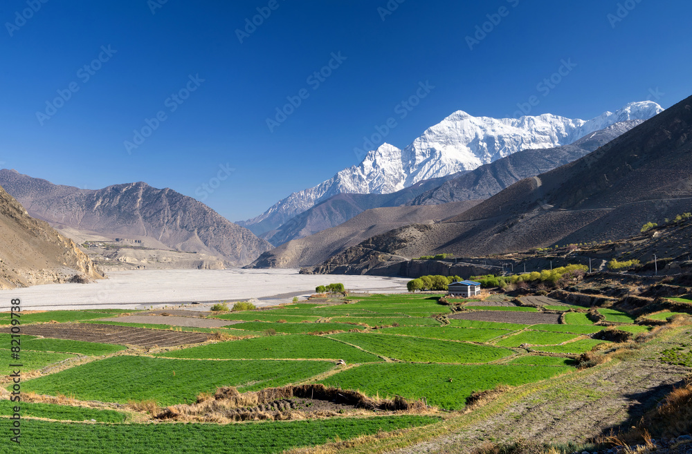 Field in mountain valley. Agricultural landscape
