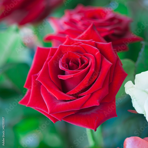 Red and white roses in garden