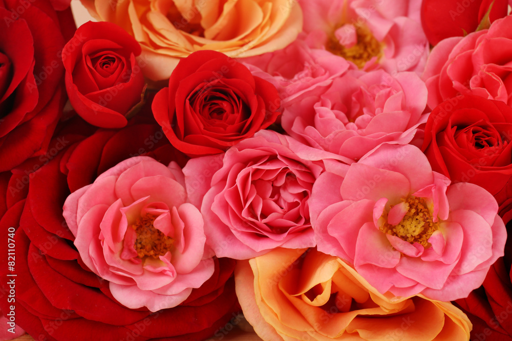 Many bright roses close up Many bright roses close up