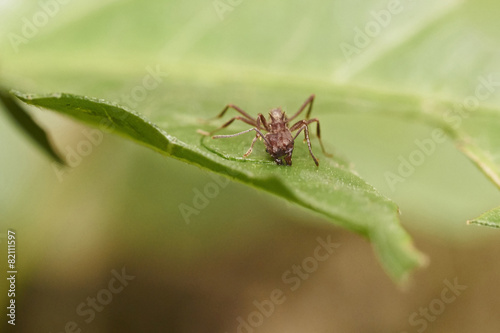 Blattschneider-Ameise in einer Anischt von vorn schneidet mit ihren Kieferklauen ein Stück aus einem Blatt