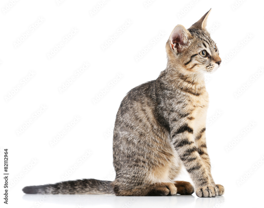 Obraz premium Cute kitten isolated on white