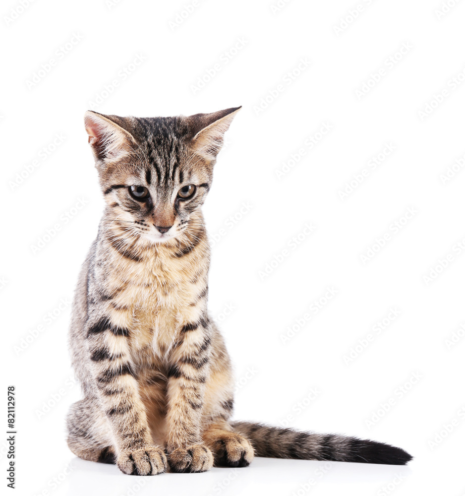 Cute kitten isolated on white