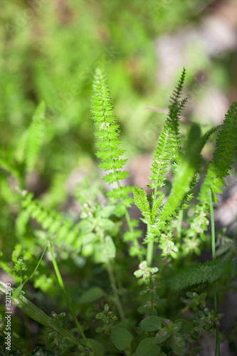 Green grass background