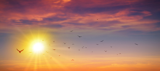 Panoramic wild sunset
