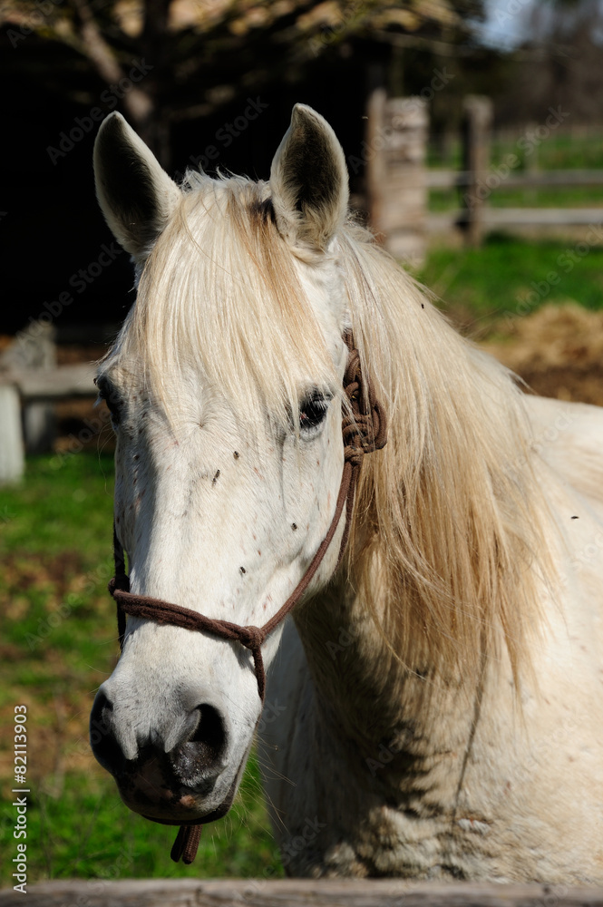 Obraz premium cheval camarguais