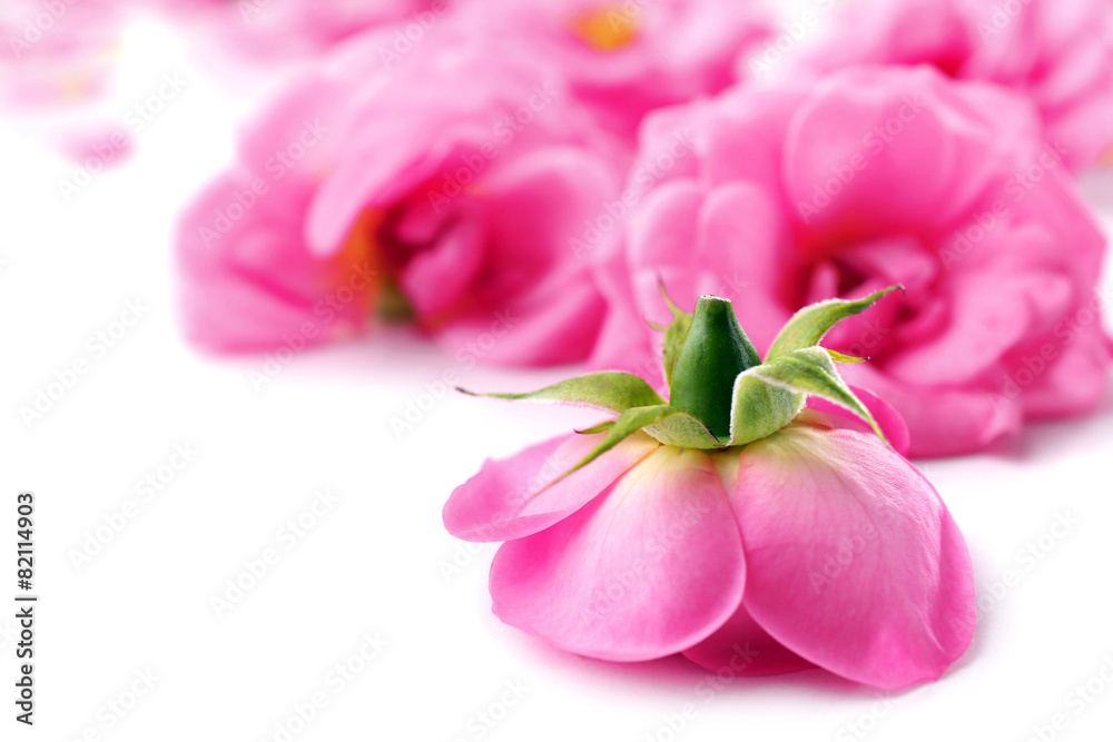 Beautiful pink roses, closeup