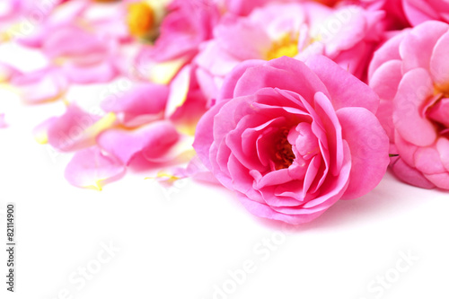 Beautiful pink rose petals, closeup