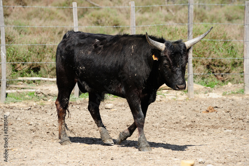 jeune taureau camrguais