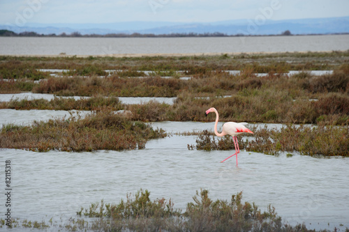 flamand rose