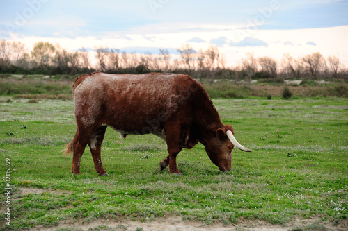 taureau