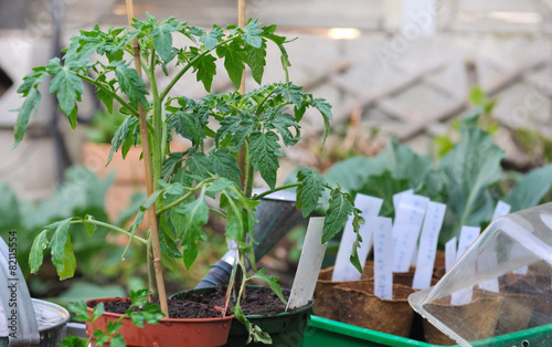 plants de tomates et semis dans potager