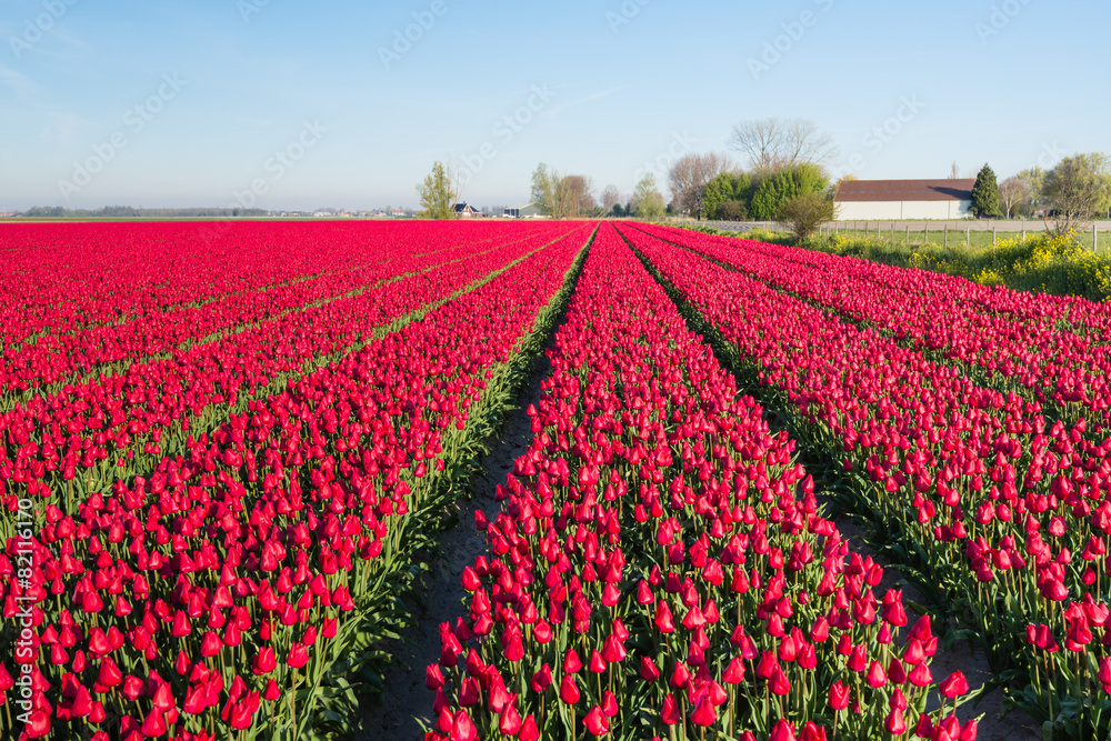 Almost endless rows of red blooming tulips