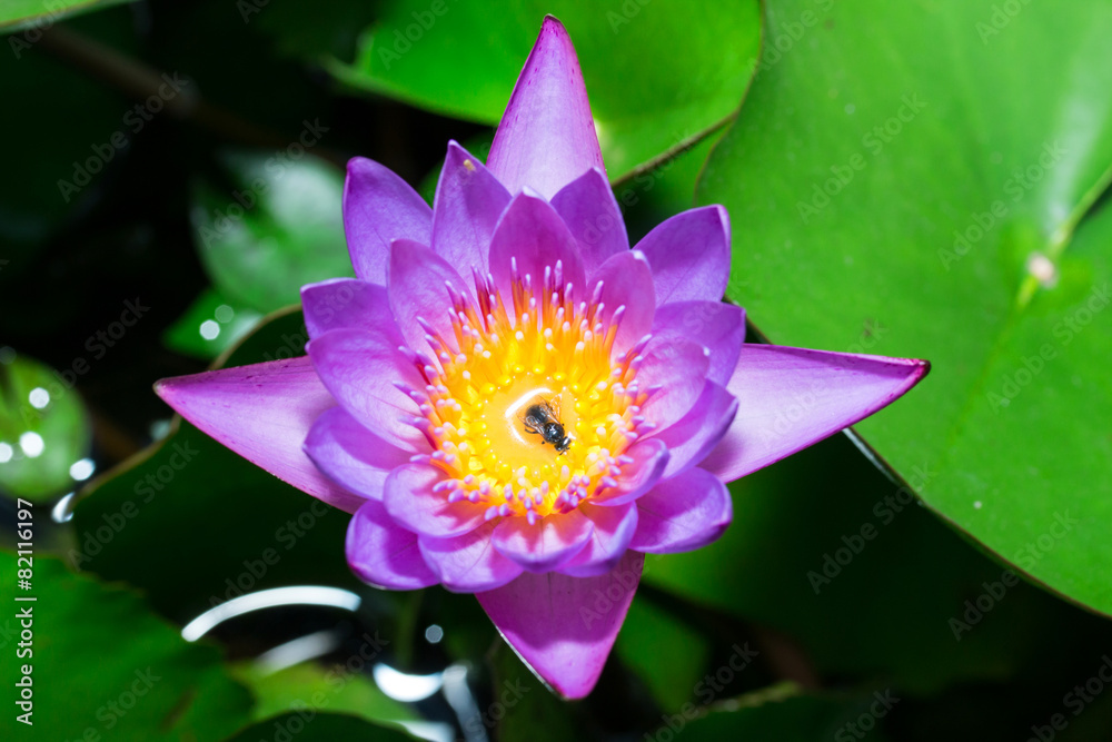 Violet Lotus Flower Closeup Violet Lotus Flower Closeup