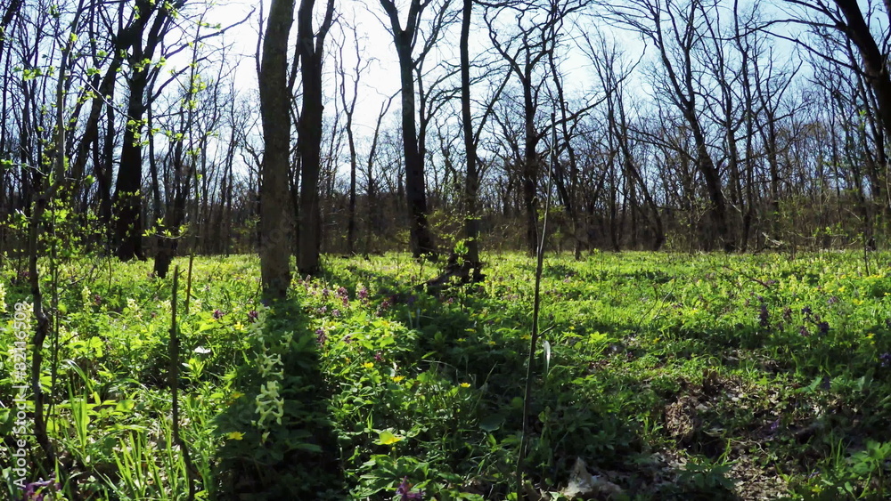 Spring forest Spring forest