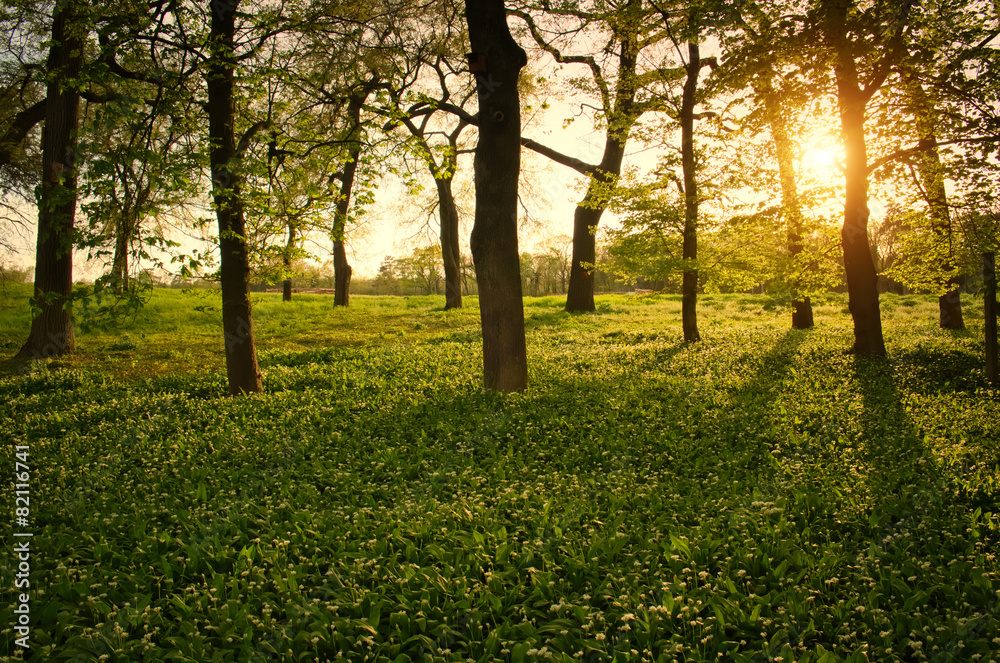 Obraz premium Sunlight in the green forest springtime