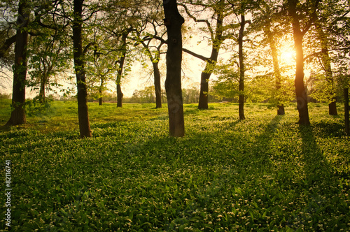 Fototapeta Naklejka Na Ścianę i Meble -  Sunlight in the green forest springtime