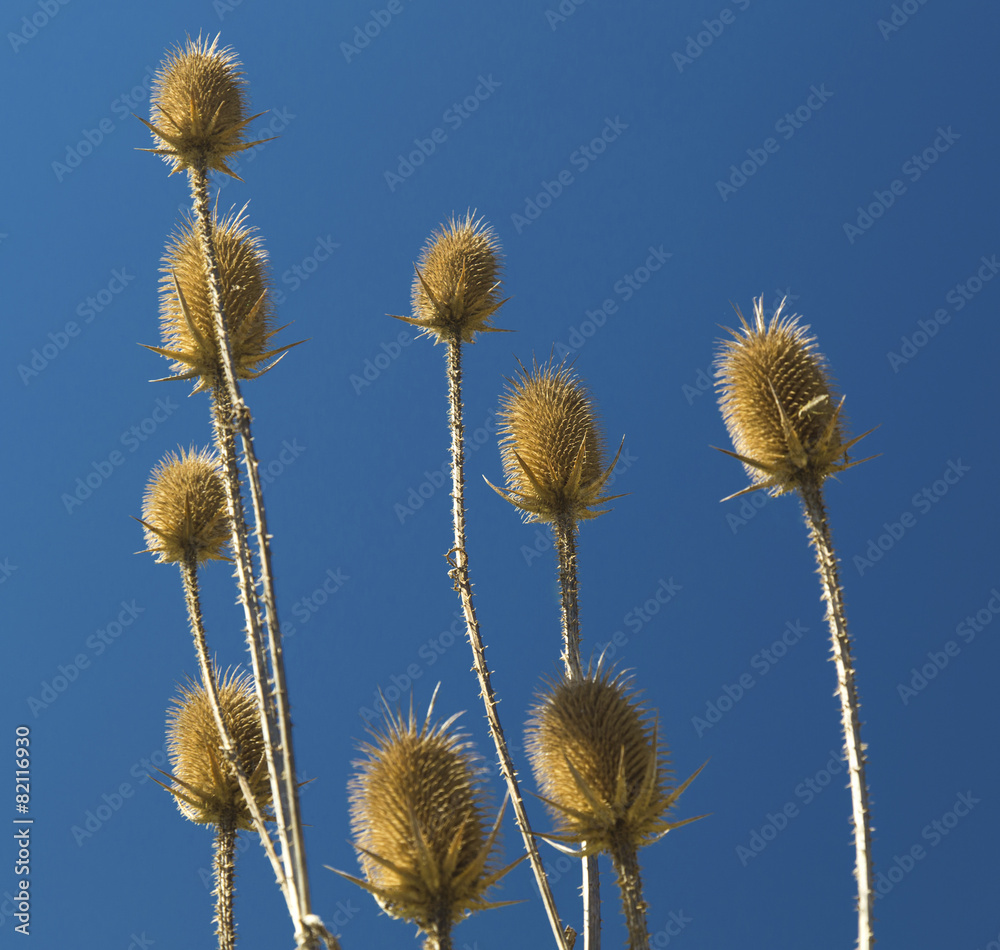 Obraz premium Dry thistle