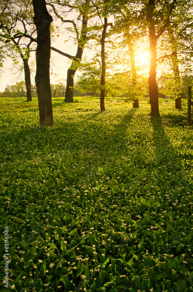 Fototapeta premium Sunlight in the green forest springtime