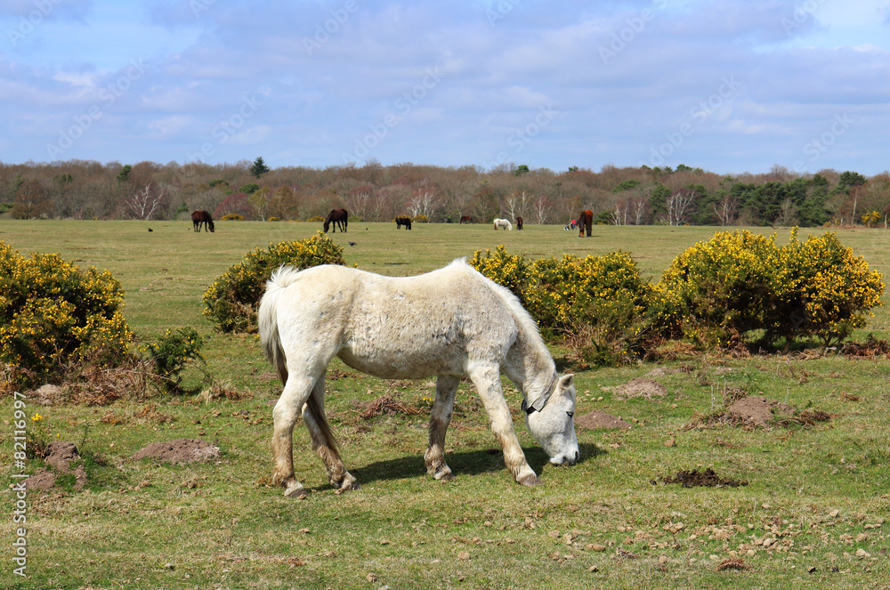 Fototapeta premium Horses Grazing in Rural England