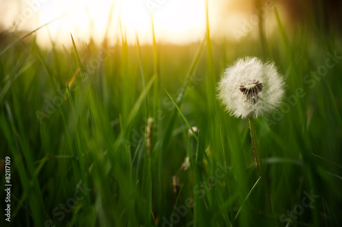 Dandelion green grass on spring meadow #82117109