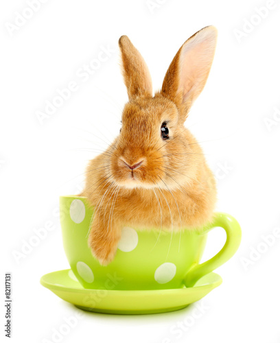 Cute brown rabbit in green dots cup isolated on white © Africa Studio