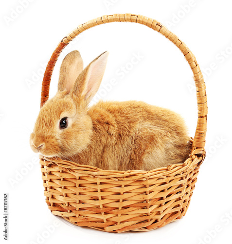 Cute brown rabbit in wicker basket isolated on white