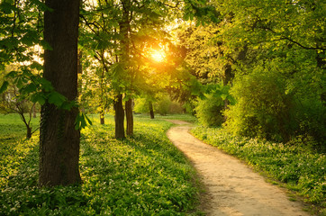Keuken achterwand Bosweg Wandelpad door zonnig stadspark  © Creaturart