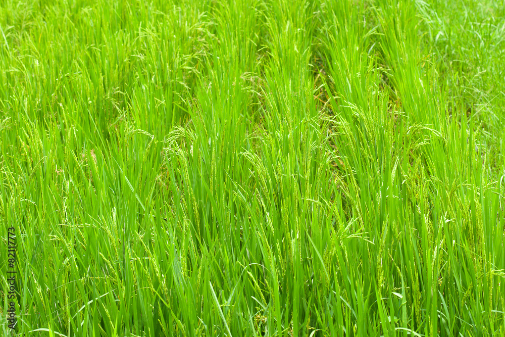 Rice fields Rice fields