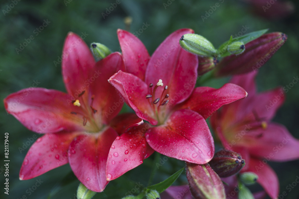 Beautiful blooming bright Lilies